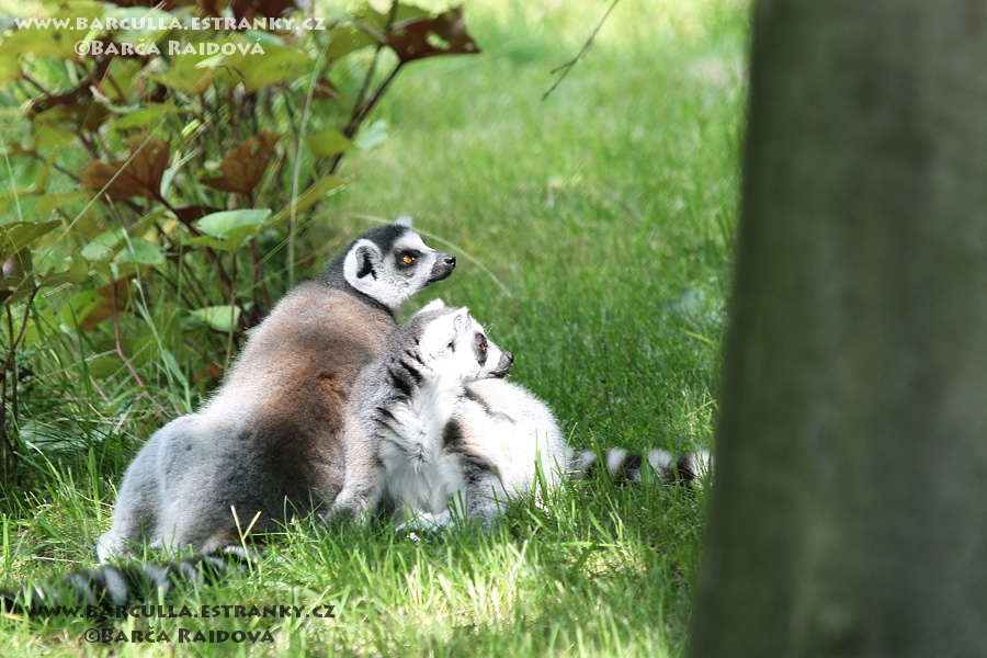 Lemuři - ZOO Lešná