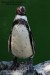 pózující tučňák - ZOO Lešná 