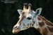 Žirafák - ZOO Lešná